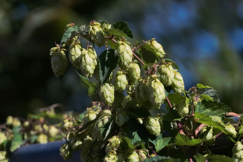 From Field to Fermenter: Why American Hop Farmers Are the Unsung Heroes of Craft Beer
